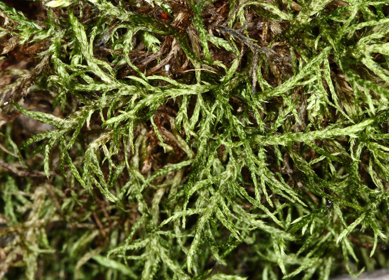 Helodium paludosum